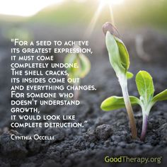 cynthia occeli seed quote