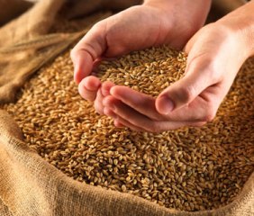 seeds
